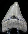 Beautiful, Serrated Megalodon Tooth #23361-1